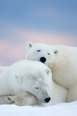 italian-luxury:  Buddies nap together