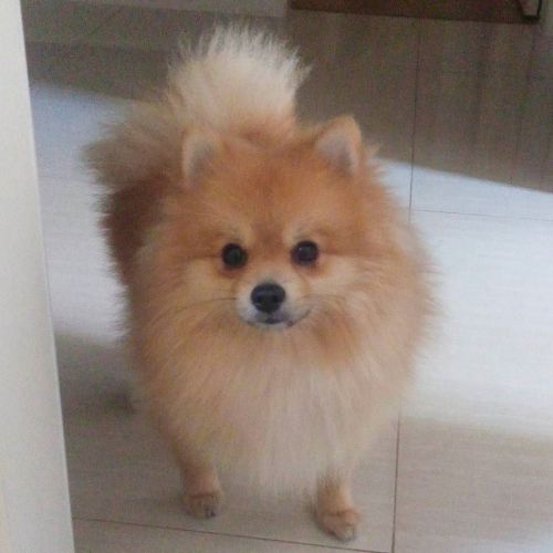 #smalldog on ig by ift.tt/146qYFT
