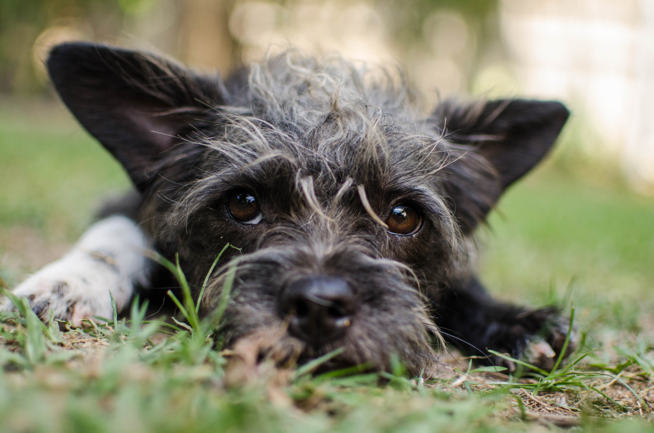 a little middle-of-the-yard nap 