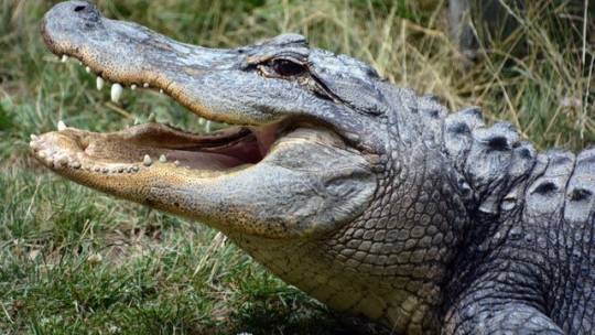 Gator crashes Florida couple's date, eats their guacamole