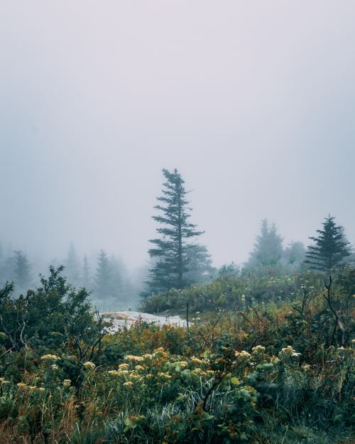 expressions-of-nature: Cadillac Mountain, Maine by Jack Ward