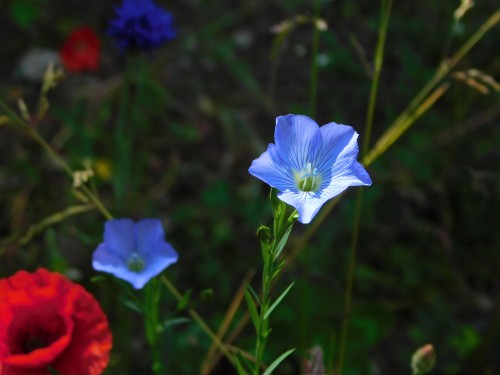 pale flax