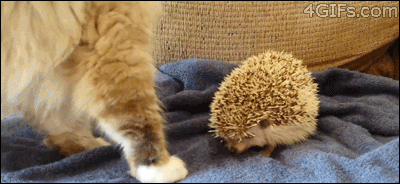 mommy-and-puppy-princess:  lulz-time:  Cat sits on prickly hedgehog.   List of things