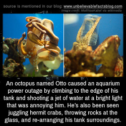 natural&ndash;blues:  unbelievable-facts:An octopus named Otto caused an aquarium power outage by climbing to the edge of his tank and shooting a jet of water at a bright light that was annoying him. He’s also been seen juggling hermit crabs, throwing