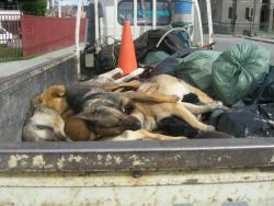 a-cta:  (INSÓLITO) Punta Arenas: Después de que el obispo diera a conocer su repudio hacía los perritos callejeros e aprobación a la ley de exterminación de perros vagos, misteriosamente hoy en Punta Arenas se han encontrado más de 500 perros envenenados