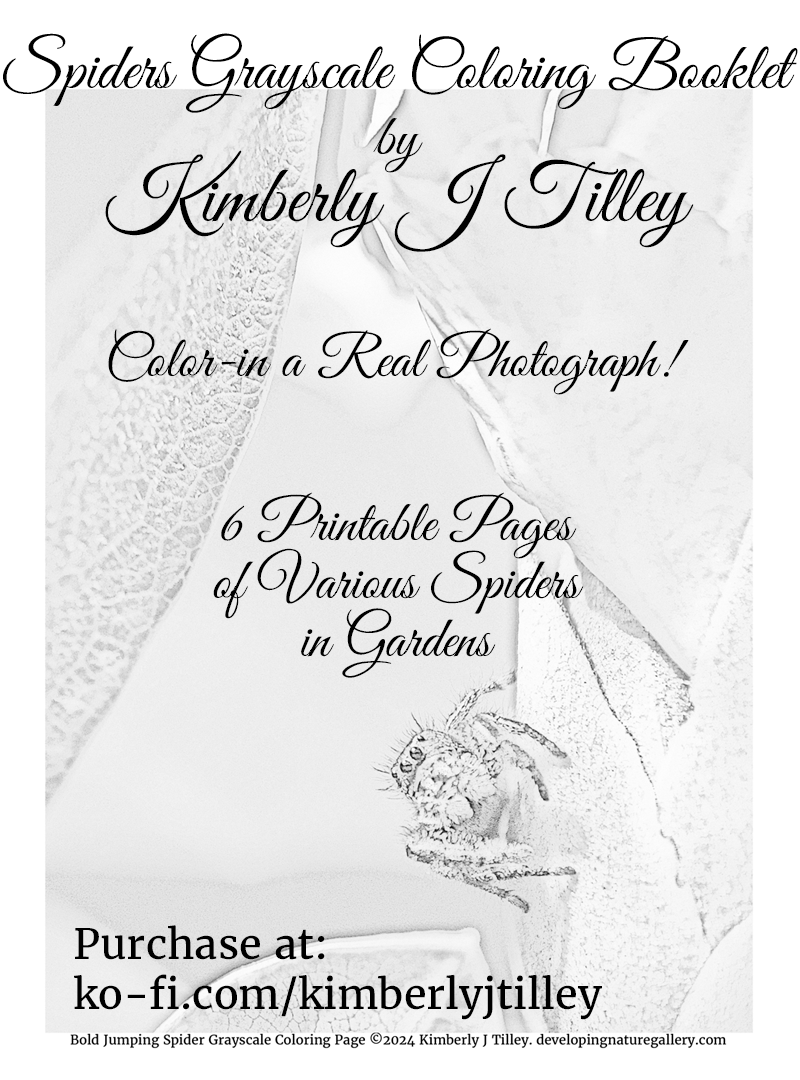 Spiders Grayscale Coloring Booklet by Kimberly J Tilley. 6 printable coloring pages. $3 at ko-fi.com/kimberlyjtilley. Jumping spider, nursery spider, argiope and more.