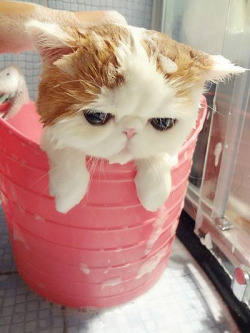 lezkingdom:  Bathing snoopy cat on We Heart