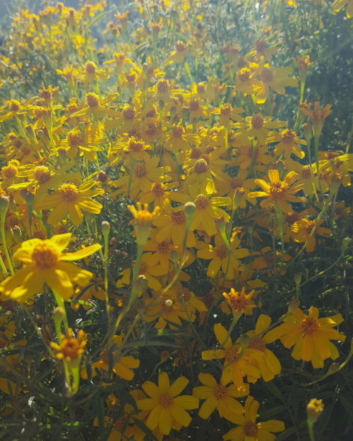 dulcetkid:the sun peeked through perfectlyig: soph_catt