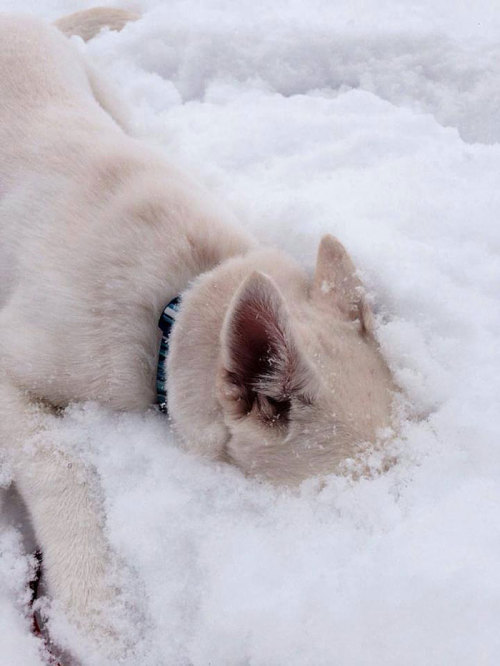 autumnhomicide:  wildflower-faerie:scarftumbls: this was adorable but then the cat  The cat is an accurate description of me in winter.   happysharkjess