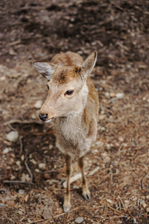 Nara, March 2016