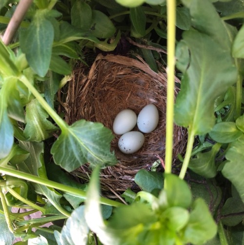 marigoldaisy:A momma bird decided to lay her eggs in my hanging basket of pansies ☺️