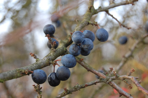 Prunus Spinosa