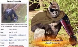 moontouched-moogle:  coolyo294:  Les Harambes