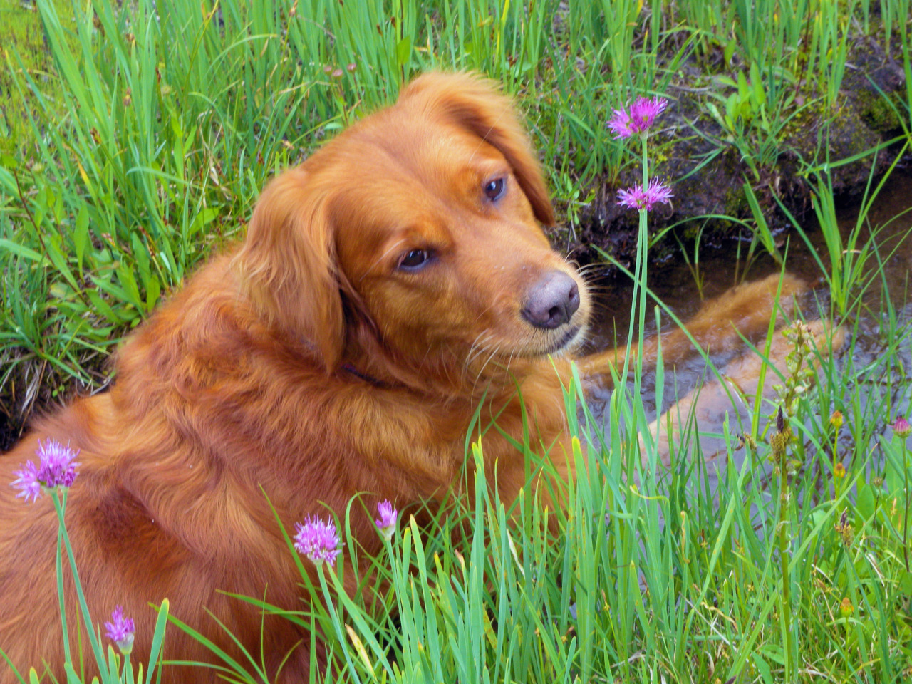 voozu:  i have such a perfect dog look at my pretty dog on all her doggy hiking trips