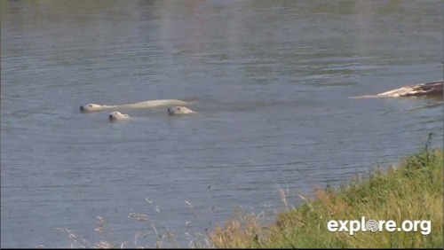 Three Bears, No Goldilocks Polar bear Ilka and her twin cubs take a cool swim in the Scandinavian Wi