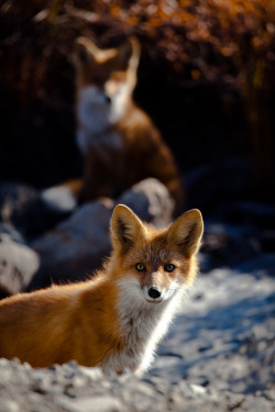 magicalnaturetour:  I Ain’t Hiding by blarrggg on Flickr. 