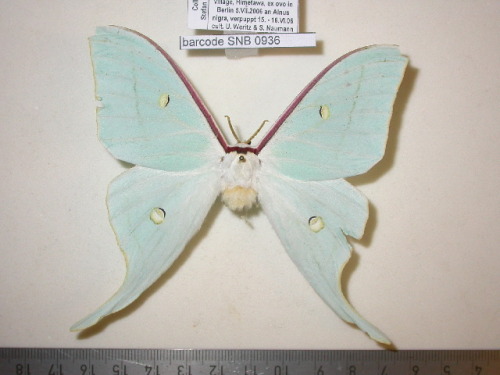 rubicunda:Numerous specimen and forms of Actias gnoma from the research collections of Stefan Naumann, Eric van Schayck, Rodolphe Rougerie, and Steve Kohll. Many of the forms depicted here look like their relatives Actias sinensis, Actias luna, and Actias