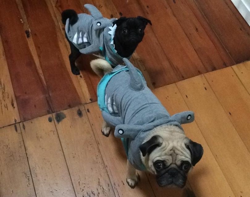 militaryfitbombshell:  barbellsandtattoos:  These are my sisters pugs… Fucking