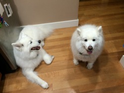 skookumthesamoyed:  Trying to get them to