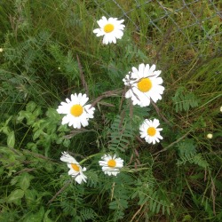 nat-uralist:  I also spotted some daisies