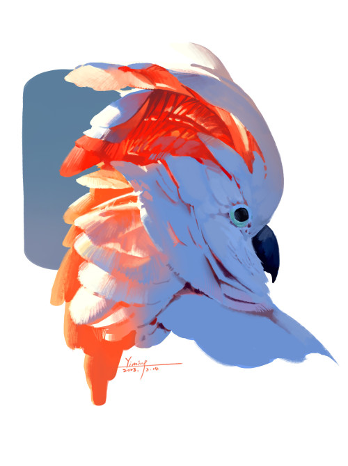 Parrots - Color Studies By NYM 