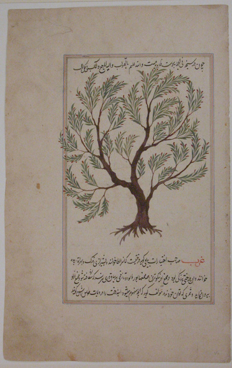 met-islamic-art:Folio from a Materia Medica of Dioscurides, Islamic ArtMedium: Ink, opaque watercolo