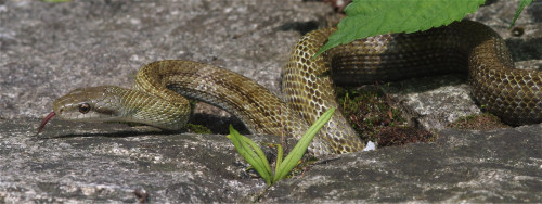 The aodaisho - Elaphe climacophora -  is mainland Japan&rsquo;s largest snake. It is quite comfortab