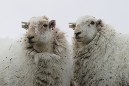 old-magic:I met these two beauties right at the top of mount Snowdon, and they were rather photogeni