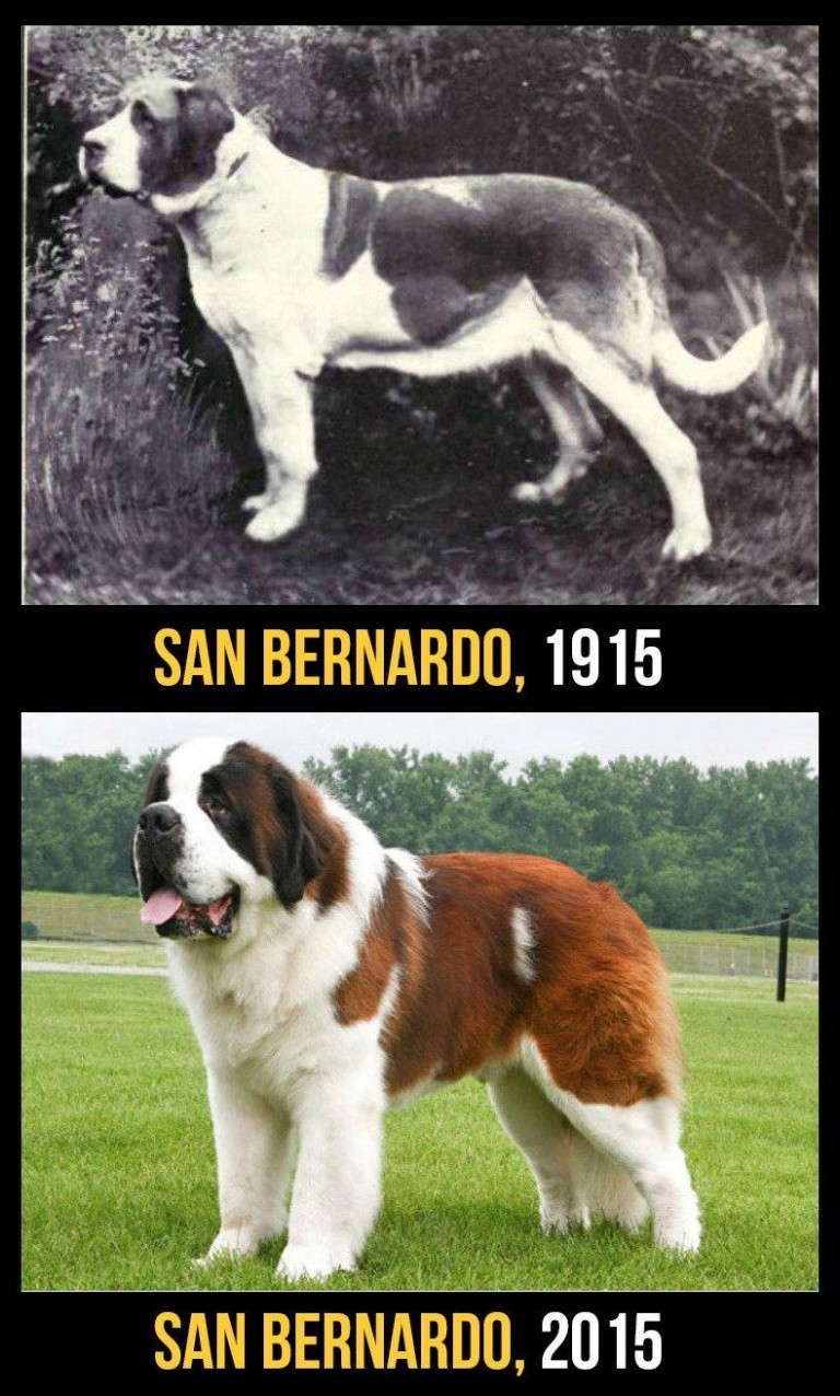 finofilipino:  El precio que tiene que pagar los perros de raza. 10 perros de raza