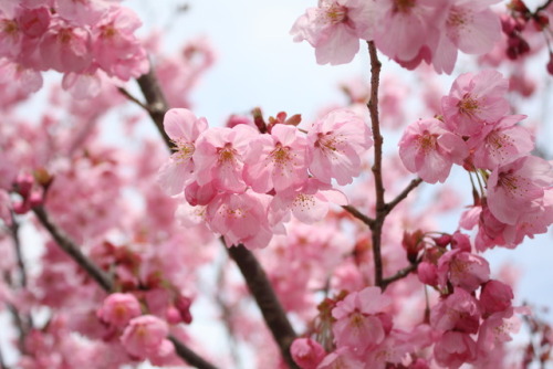 folklifejapan: 設楽SHITARA and 新城SHINSHIRO, a land of flowers 02 SHITARA and SHINSHIRO are located b