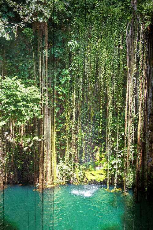 forestland: vurtual: Lianas y vegetación en el Cenote (by Pola Damonte) stunning