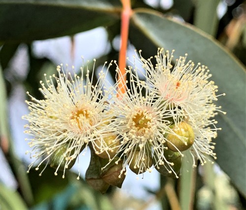 Eucalyptus cephalocarpaThere are hundreds of species in the genus Eucalyptus, and the great majority