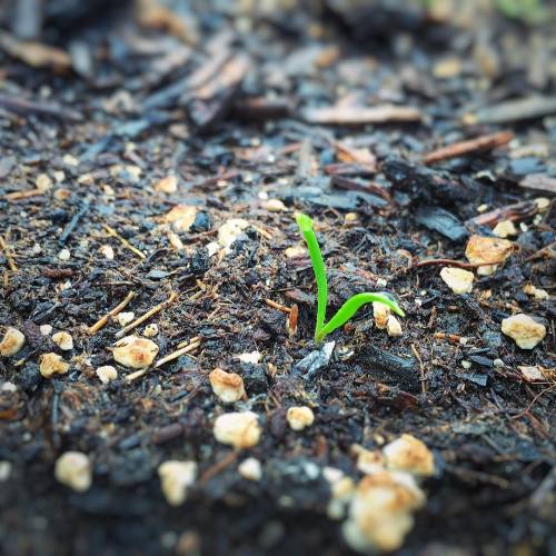 When I grow up I’m going to be spinach #spinach #babyspinach #maui #hawaii #kula #upcountry #g