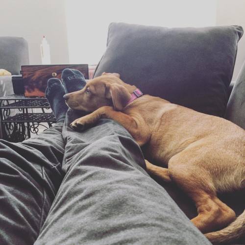 Lazy Wednesday #ripley #dogsofinstagram #puppycast2015 adult photos