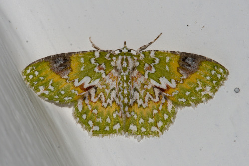 Porn onenicebugperday:  Emerald moths in the subfamily photos