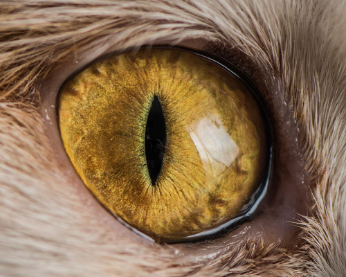 un-cerebro-hambriento:  Ojos de gatos, por Andrew Marttila.