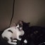 intentselyhappycats