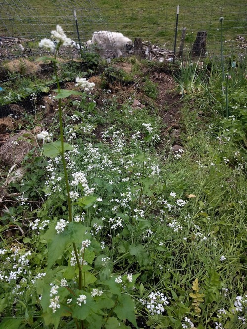 ratfarm:More scenes from the Big Garden. I planted a new strawberry last summer, I’m very particular