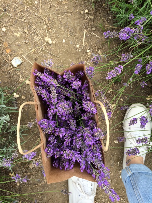 berry-bub:  lavender picking today !! :^)