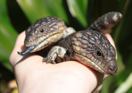 Gordon Bennett! The little lizards are growing up so fast!