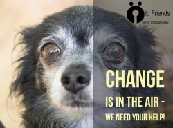 old-friends-senior-dog-sanctuary:  If you would like to support OFSDS you can donate here http://oldfriendsseniordogs.com/donate.html 