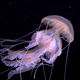seatrench:
Jellyfish (unknown sp.)
(source) 