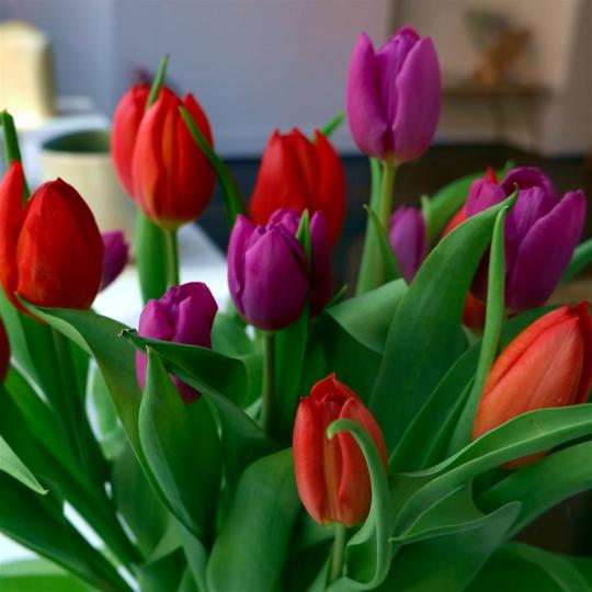Tulip display.