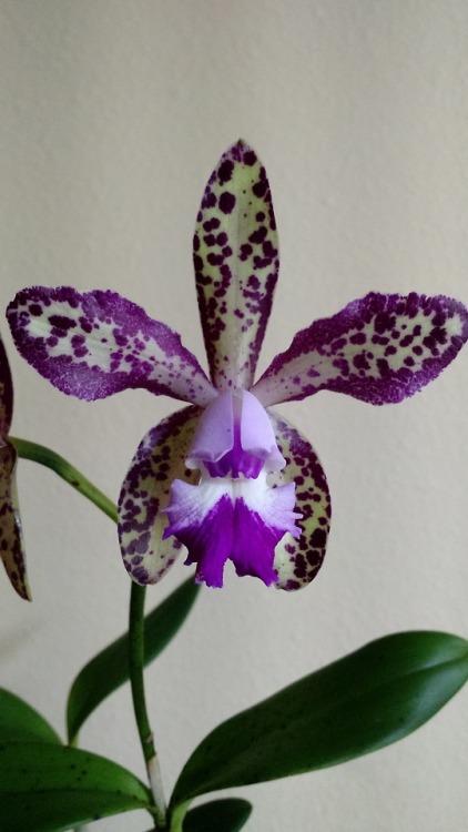 orchid-grower:This Cattleya is becoming one of my favorite chids. It’s a cross of C. Fort Motte and 