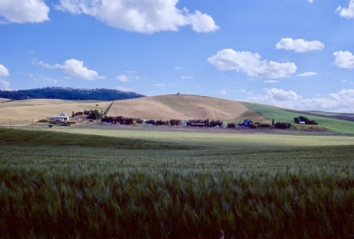 The Palouse in Early Summer, Latah County, Idaho, 1978.
