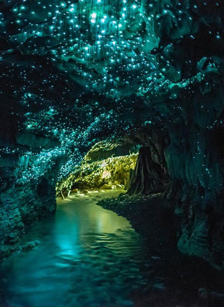 omgshowmetheworld:   Glow Worm Cave ~ New Zealand   