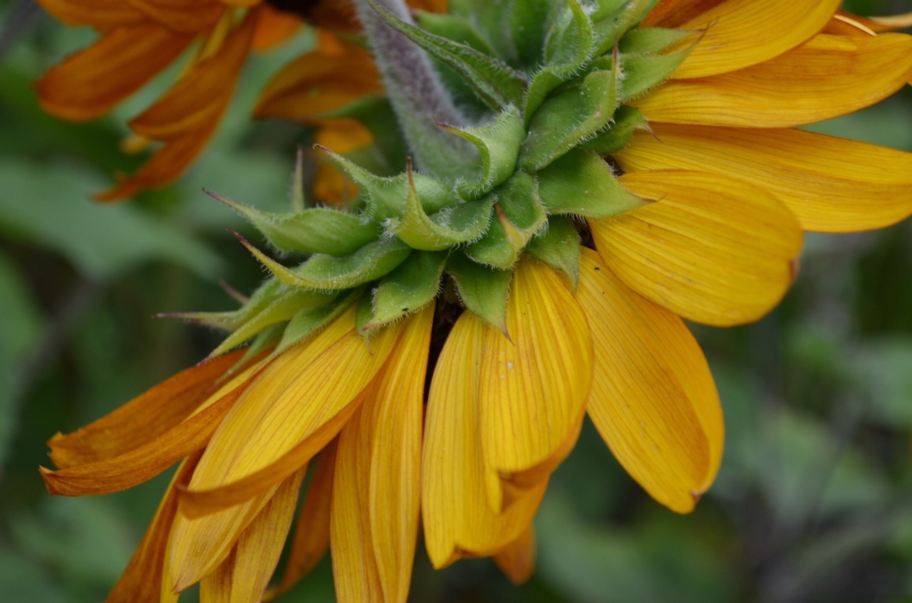 incalescentheart:  sunflowers are so nostalgic