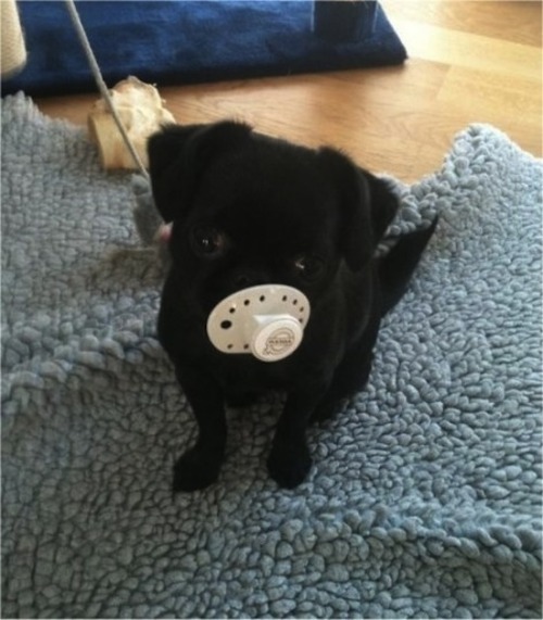 littlegirlformycalidaddy:  thecutestofthecute:  Puppies with pacifiers   I just can’t stop looking and laughing!!!  LOL