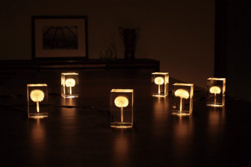 smartgirlsattheparty: itscolossal: OLED Dandelion Lights by Takao Inoue Wow!