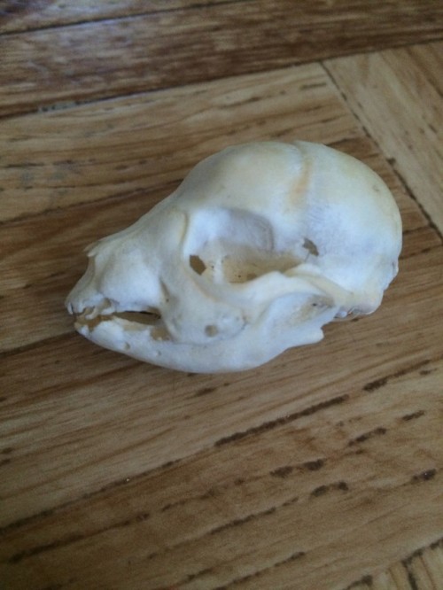 FOR SALE: stillborn p.uppy skullI really need money so I’m selling some skulls. This is an ado